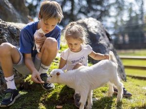 Hauskaninchen, Zwergziegen, Lämmchen und viele weitere Tiere zum Streicheln und Anfassen erwarten die Kleinen auf der Moosalm Hauskaninchen, Zwergziegen, Lämmchen und viele weitere Tiere zum Streicheln und Anfassen erwarten die Kleinen auf der Moosalm