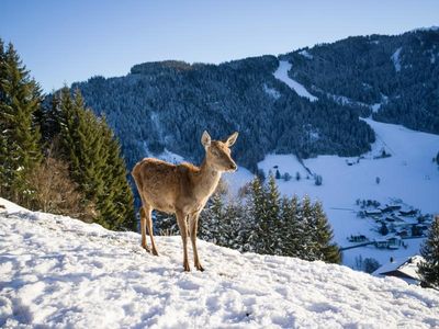 Die geführte Tour zum Wildgehege Foisching entführt in Wildschönaus „Little Canada“