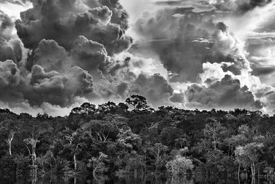 River archipelago of Mariuá. Rio Negro. State of Amazonas, Brazil, 2019