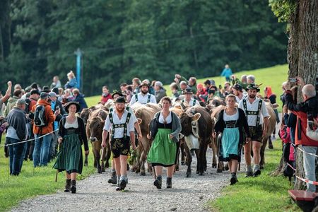 Mit dem traditionellen Viehscheid beginnt der Herbst im Allgäu