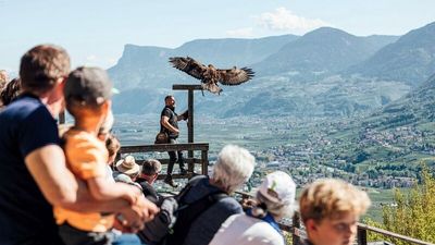 Drei Generationen im Urlaub vereint: Rund um das Hotel Laurin im Südtiroler Dorf Tirol genießen Familien gemeinsame Zeit, etwa bei einer Greifvogel-Flugschau