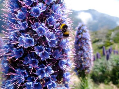Nicht nur bei Hummeln beliebt – der blaublütige „Stolz von Madeira“ ist eine endemische Pflanze und begegnet Hauser-Reisenden auf der Altantikinsel häufig