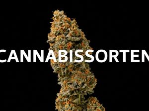 Bevor Sie mit dem Anbau beginnen, ist die Wahl der richtigen Sorte entscheidend. Barney's Farm bietet eine Vielzahl von Cannabissamen 