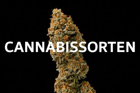 Bevor Sie mit dem Anbau beginnen, ist die Wahl der richtigen Sorte entscheidend. Barney's Farm bietet eine Vielzahl von Cannabissamen 