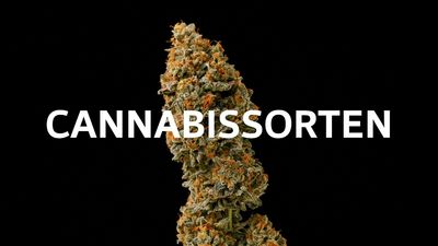 Bevor Sie mit dem Anbau beginnen, ist die Wahl der richtigen Sorte entscheidend. Barney's Farm bietet eine Vielzahl von Cannabissamen 