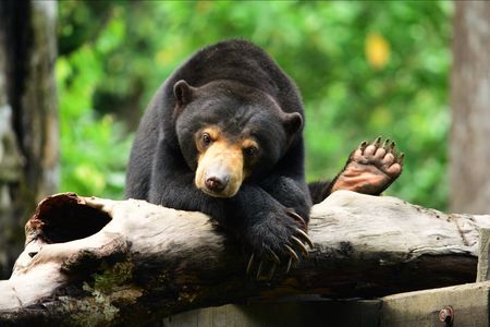 Kleinster Bär der Welt, großer Botschafter für Malaysias Natur