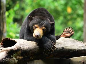 Kleinster Bär der Welt, großer Botschafter für Malaysias Natur Kleinster Bär der Welt, großer Botschafter für Malaysias Natur