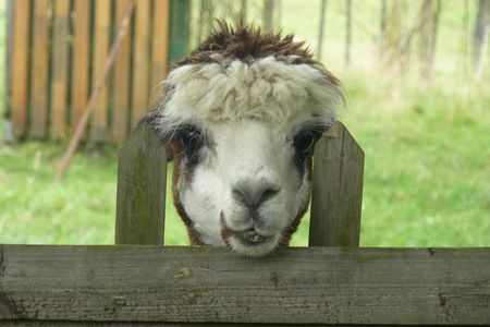 Alpakas leiden oft unter den fehlenden Tierwohlrichtlinien in den Produktionsländern