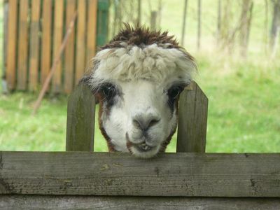 Alpakas leiden oft unter den fehlenden Tierwohlrichtlinien in den Produktionsländern
