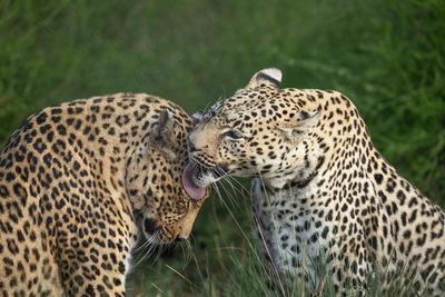 Die Leoparden Mike und Tulani wurden 2006 von VIER PFOTEN aus privaten Haltungen gerettet und haben in dem VIER PFOTEN Großkatzenschutzzentrum LIONSROCK in Südafrika ein artgemäßes Zuhause gefunden