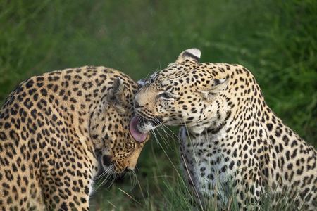 Die Leoparden Mike und Tulani wurden 2006 von VIER PFOTEN aus privaten Haltungen gerettet und haben in dem VIER PFOTEN Großkatzenschutzzentrum LIONSROCK in Südafrika ein artgemäßes Zuhause gefunden