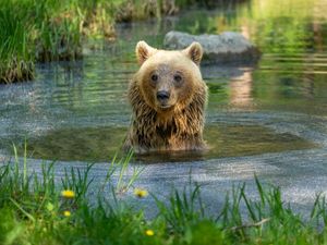 Braunbärin Luna liebt ihren Teich Braunbärin Luna liebt ihren Teich