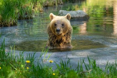 Braunbärin Luna liebt ihren Teich