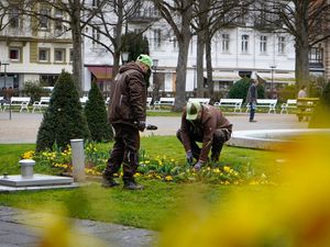 Frühlingsbepflanzung 2025 in Bad Kissingen