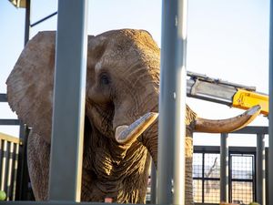 Gerettet: Im „Shambala Private Game Reserve" wird Elefant Charley auf einen Lebensabend in Freiheit vorbereitet Gerettet: Im „Shambala Private Game Reserve" wird Elefant Charley auf einen Lebensabend in Freiheit vorbereitet