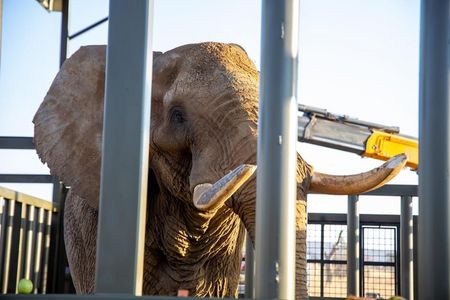 Gerettet: Im „Shambala Private Game Reserve" wird Elefant Charley auf einen Lebensabend in Freiheit vorbereitet