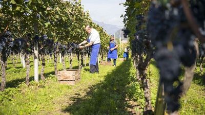 In Leifers trinkt man Wein nicht nur, man erlebt ihn – etwa zur traditionellen Weinlese im Hotel Campingpark Steiner, wo Seniorchef Peter Pfeifer zur Ernte persönlich mit seinen Gästen Hand an den hauseigenen Steiner Lagrein legt