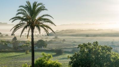 Von der Terrasse der Son Manera Retreat Finca von Indigourlaub blicken Gäste auf die weitläufigen Olivenhaine und Orangenplantagen rund um die mallorquinische Stadt Montuiri