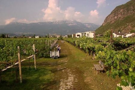 Die Verbindung zur Region zeigt sich nicht nur in der biologischen Anbauweise beim Wein