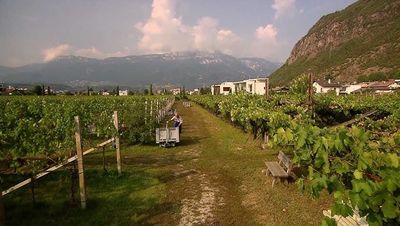 Die Verbindung zur Region zeigt sich nicht nur in der biologischen Anbauweise beim Wein