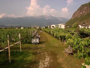 Die Verbindung zur Region zeigt sich nicht nur in der biologischen Anbauweise beim Wein Die Verbindung zur Region zeigt sich nicht nur in der biologischen Anbauweise beim Wein