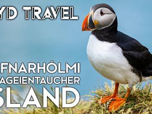 Island: Die Papageientaucher-Saison startet - Die besten Plätze zum Beobachten Island: Die Papageientaucher-Saison startet - Die besten Plätze zum Beobachten