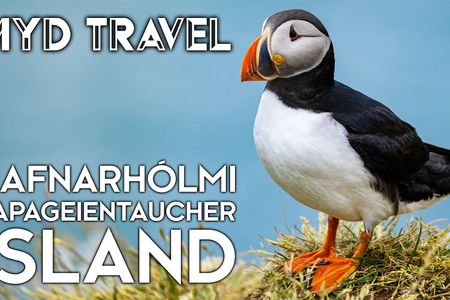Island: Die Papageientaucher-Saison startet - Die besten Plätze zum Beobachten