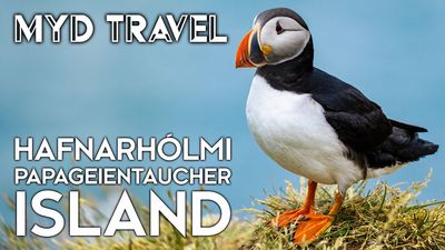 Island: Die Papageientaucher-Saison startet - Die besten Plätze zum Beobachten