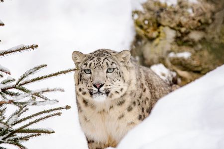 Schneeleoparden gelten als Geister der Berge