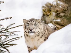 Schneeleoparden gelten als Geister der Berge Schneeleoparden gelten als Geister der Berge