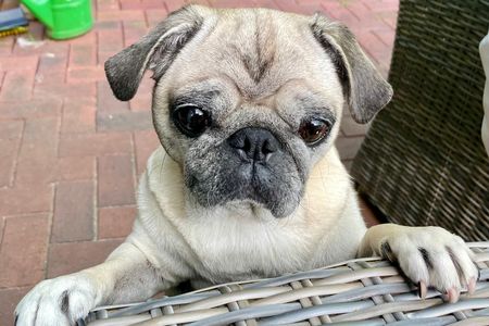Unser Redaktions-Mops Adele, hat Gott sei Dank, schon ein schönes Zuhause