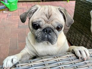 Unser Redaktions-Mops Adele, hat Gott sei Dank, schon ein schönes Zuhause Unser Redaktions-Mops Adele, hat Gott sei Dank, schon ein schönes Zuhause