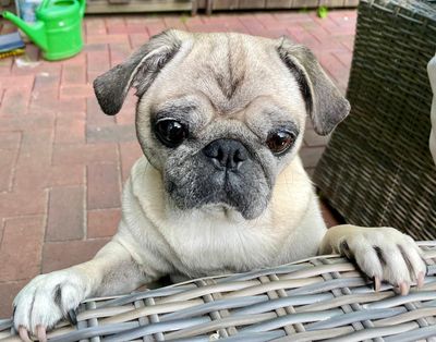 Unser Redaktions-Mops Adele, hat Gott sei Dank, schon ein schönes Zuhause
