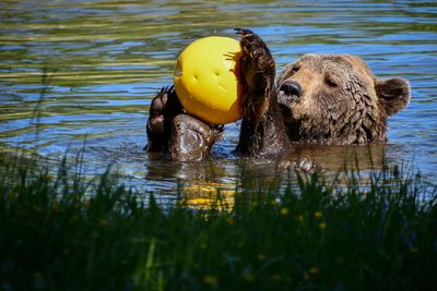 Braunbär Balou spielt Wasserball 