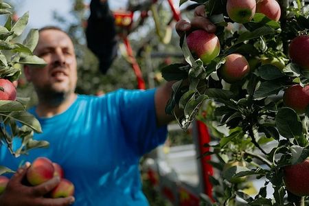  Bei einer Führung mit den Apfelbotschaftern in Leifers erfahren Besucher viel Wissenswertes über die Paradiesfrucht mit orientalischen Wurzeln und genießen auch den einen oder anderen saftigen Bissen und Schluck