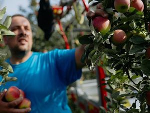 Bei einer Führung mit den Apfelbotschaftern in Leifers erfahren Besucher viel Wissenswertes über die Paradiesfrucht mit orientalischen Wurzeln und genießen auch den einen oder anderen saftigen Bissen und Schluck Bei einer Führung mit den Apfelbotschaftern in Leifers erfahren Besucher viel Wissenswertes über die Paradiesfrucht mit orientalischen Wurzeln und genießen auch den einen oder anderen saftigen Bissen und Schluck