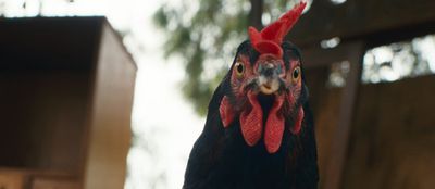 Das Huhn in Nahaufnahme
