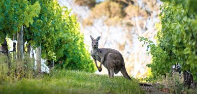 Typisch Australien: ein Känguru zwischen Weinreben in den Adelaide Hills 