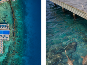 Die Unterwasserwelt des Süd-Ari-Atolls erleben Gäste im Machchafushi Island Resort & Spa direkt vom Steg oder beim Schnorcheln am ausgezeichneten Hausriff Die Unterwasserwelt des Süd-Ari-Atolls erleben Gäste im Machchafushi Island Resort & Spa direkt vom Steg oder beim Schnorcheln am ausgezeichneten Hausriff