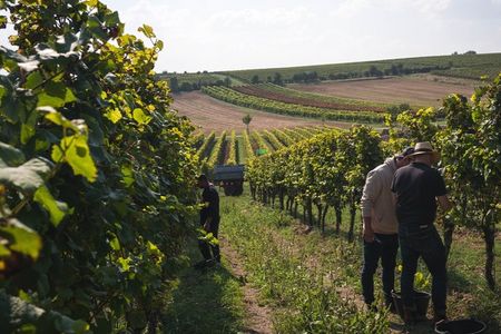 Jens Weller (vorne) und Udo Preußger (hinten) bei der Weinlese 2024 im Langenlosnheimer Königsschild