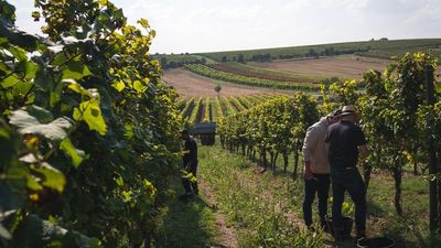 Jens Weller (vorne) und Udo Preußger (hinten) bei der Weinlese 2024 im Langenlosnheimer Königsschild