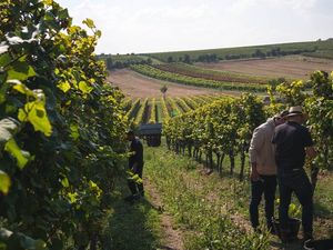 Jens Weller (vorne) und Udo Preußger (hinten) bei der Weinlese 2024 im Langenlosnheimer Königsschild Jens Weller (vorne) und Udo Preußger (hinten) bei der Weinlese 2024 im Langenlosnheimer Königsschild