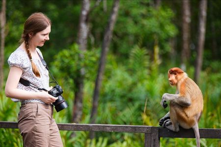 In den Regenwäldern Malaysias Leben viele Arten wie Nasenaffen, Malaienbären, Borneo-Zwergelefanten und viele andere beheimatet
