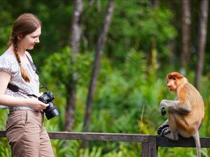 In den Regenwäldern Malaysias Leben viele Arten wie Nasenaffen, Malaienbären, Borneo-Zwergelefanten und viele andere beheimatet In den Regenwäldern Malaysias Leben viele Arten wie Nasenaffen, Malaienbären, Borneo-Zwergelefanten und viele andere beheimatet