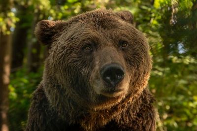 Braunbär Ben lebte siebzehn Jahre im VIER PFOTEN BÄRENWALD Müritz