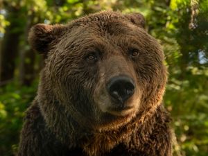 Braunbär Ben lebte siebzehn Jahre im VIER PFOTEN BÄRENWALD Müritz