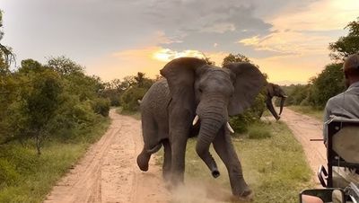 Zunächst einmal ist die Trophäenjagd ein großes Geschäft