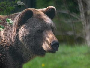 Braunbär Balou lebte zwölf Jahre im BÄRENWALD Müritz, einem Tierschutzprojekt von VIER PFOTEN Braunbär Balou lebte zwölf Jahre im BÄRENWALD Müritz, einem Tierschutzprojekt von VIER PFOTEN