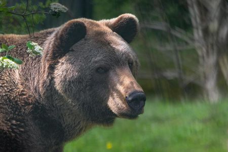 Braunbär Balou lebte zwölf Jahre im BÄRENWALD Müritz, einem Tierschutzprojekt von VIER PFOTEN