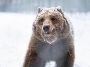 Braunbärin Ida ist in diesem Jahr am 06. November als erste Bärin in die Winterruhe gegangen Braunbärin Ida ist in diesem Jahr am 06. November als erste Bärin in die Winterruhe gegangen
